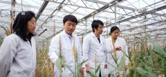 <b>财产化摸索我国玉米籽粒机械化收割程度</b>